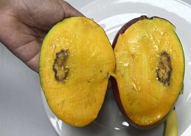 Alertan prohibición de Estados Unidos al mango quebraría a 1,200 productores