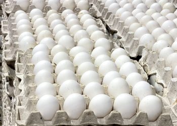 RD reanuda exportaciones de huevos a Cuba con envío de 3.9 millones de unidades