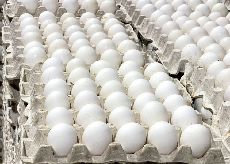 RD reanuda exportaciones de huevos a Cuba con envío de 3.9 millones de unidades
