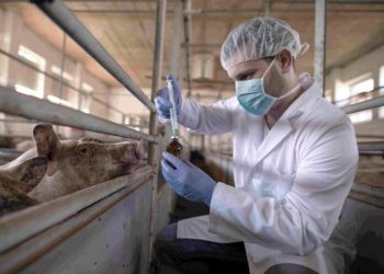 El 61% de las enfermedades en humanos son de origen zoonótico, alerta la sanidad de Perú