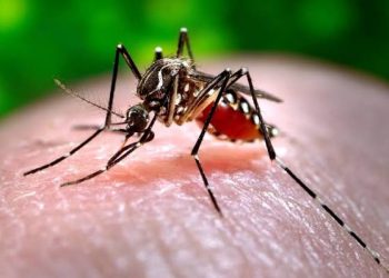 Salud Pública registra nuevos casos de dengue y eleva a 171 los contagios en 2026