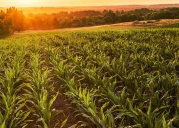 Campo Joven aprueba 352 proyectos y beneficia a 587 jóvenes con préstamos a tasa cero