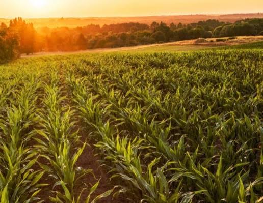 Campo Joven aprueba 352 proyectos y beneficia a 587 jóvenes con préstamos a tasa cero