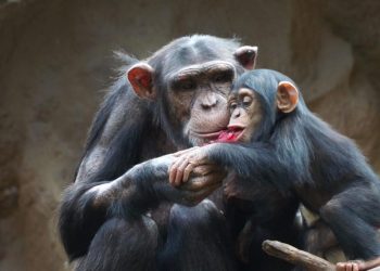 14 de julio: Día Mundial del Chimpancé