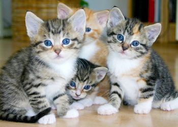 8 de agosto: Día Internacional del Gato, una celebración para nuestros compañeros felinos