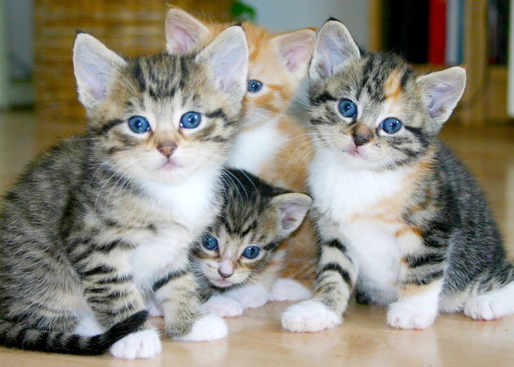 8 de agosto: Día Internacional del Gato, una celebración para nuestros compañeros felinos