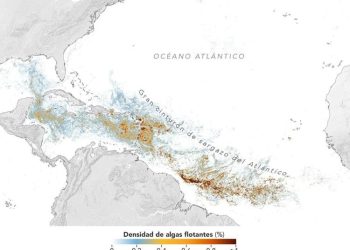 Cinturón de sargazo del Atlántico alcanza segundo nivel más alto de la historia