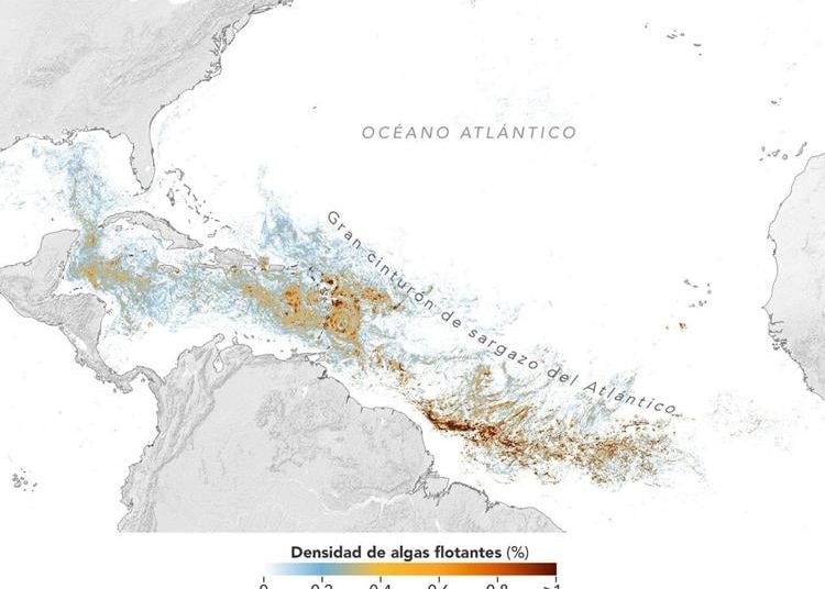 Cinturón de sargazo del Atlántico alcanza segundo nivel más alto de la historia