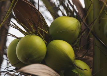 República Dominicana celebrará su primera Cumbre del Coco