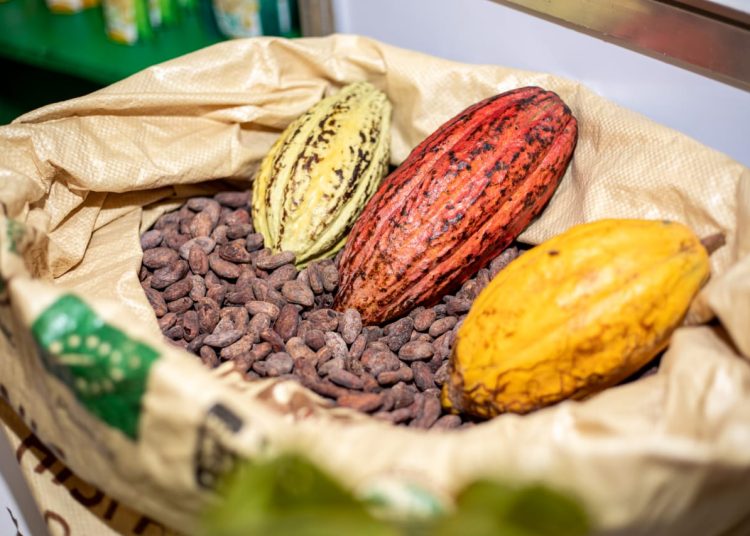 Cacao dominicano genera US$669 millones tras crecer 55% en exportaciones