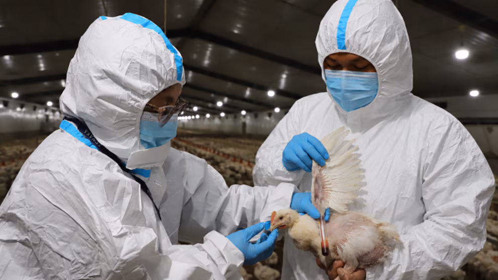Gripe aviar en El Salvador, ¿es peligroso comer pollo? infectólogo aclara dudas
