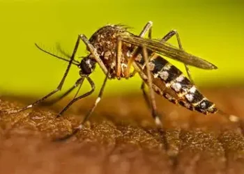 Casos de dengue en RD suben a 245; Salud Pública asegura están bajo control