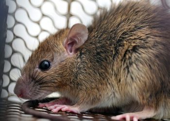 RD registra casi el triple de casos de leptospirosis en 2026
