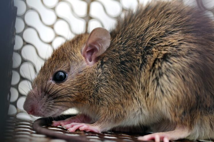 RD registra casi el triple de casos de leptospirosis en 2026
