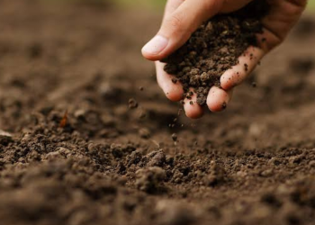 Reclaman a la UTEPDA proyecto agroforestal para impulsar el desarrollo del municipio