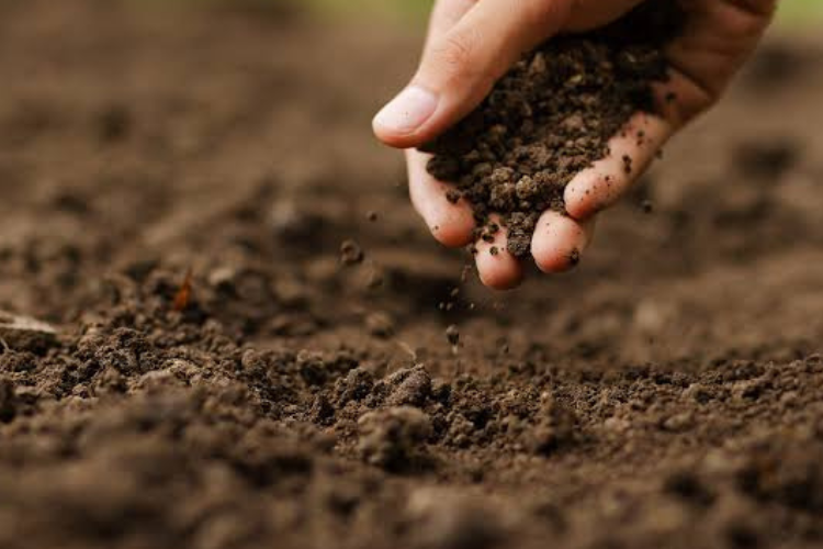 Reclaman a la UTEPDA proyecto agroforestal para impulsar el desarrollo del municipio