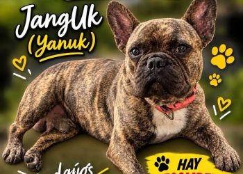 Buscan a Jangluk, perro desaparecido en Brisa Oriental; ofrecen RD$10,000 de recompensa