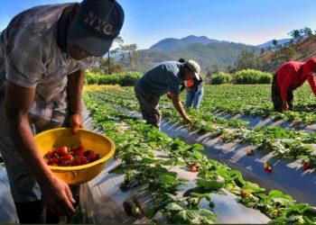 El consumo local, los turistas y Haití desafían la producción agrícola dominicana
