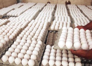 RD rompió con Cuba en pleno auge de la exportación de huevos