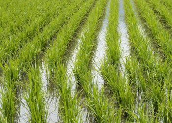 Producción de arroz cae -10.5% en el primer semestre de 2026