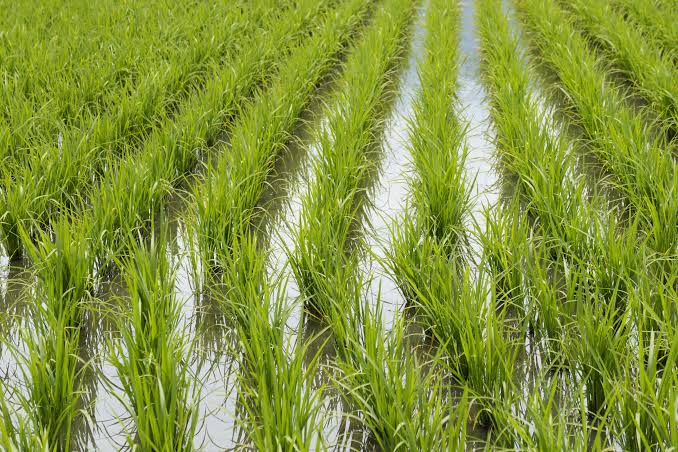 Producción de arroz cae -10.5% en el primer semestre de 2026
