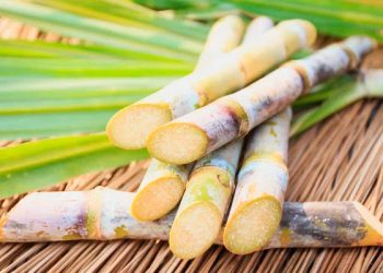 Día de la Caña: descubre la poderosa historia de este cultivo en RD