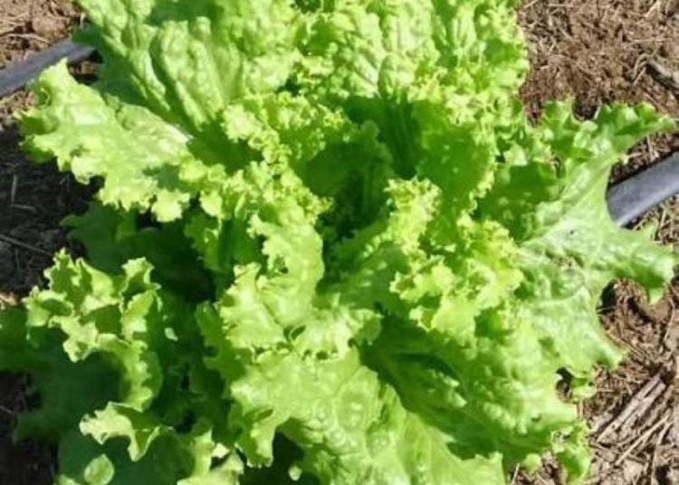 Científicos logran que plantas produzcan proteína clave del sabor de la carne