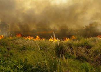 Incendios forestales: un riesgo que puede prevenirse con conciencia y acción