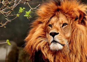 ¡Celebremos al Rey de la Selva!, hoy se conmemora el Día Mundial del León