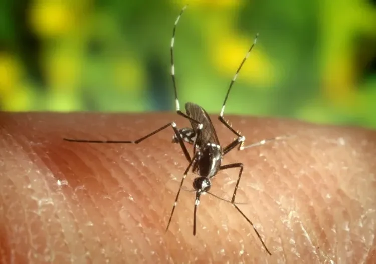 Brasil registra el menor número de casos de malaria en casi 50 años