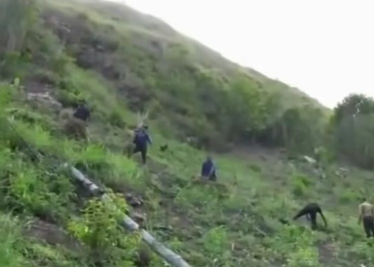 Desmantelan dos sembradíos de presunta marihuana y ocupan más de 10 mil plantas en Peralta, Azua