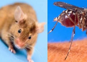 SNS activa alerta y refuerza protocolos ante casos de leptospirosis, dengue, malaria y rabia