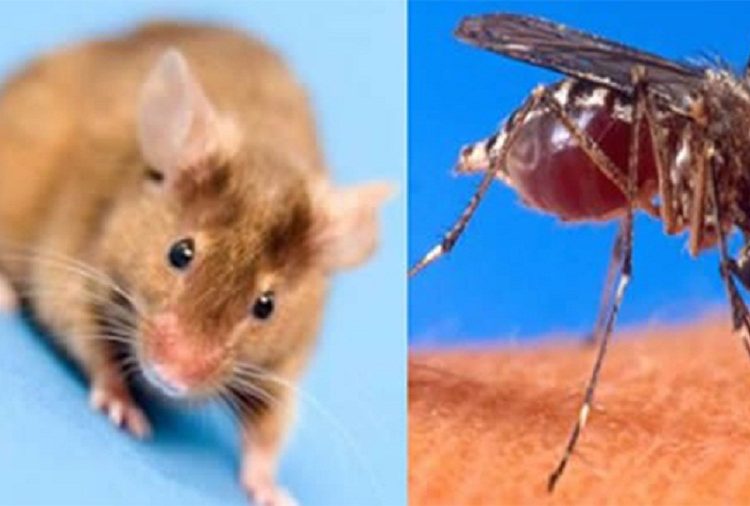 SNS activa alerta y refuerza protocolos ante casos de leptospirosis, dengue, malaria y rabia