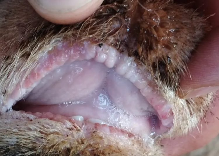 Posible detección de lengua azul en RD genera alerta en el sector pecuario