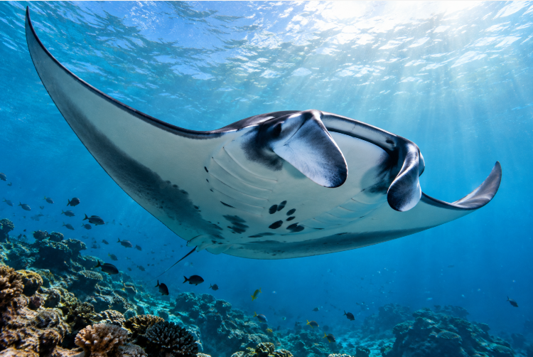 Día Mundial de la Manta Raya: una fecha para crear conciencia sobre la conservación de estos gigantes del océano