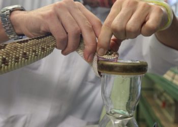 “Mordeduras de serpiente: una amenaza que puede ser mortal y requiere atención inmediata”