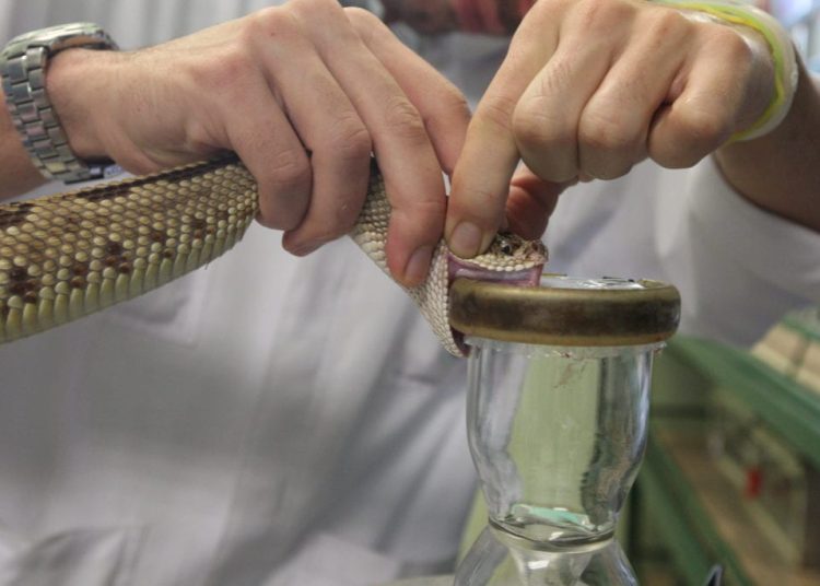 “Mordeduras de serpiente: una amenaza que puede ser mortal y requiere atención inmediata”