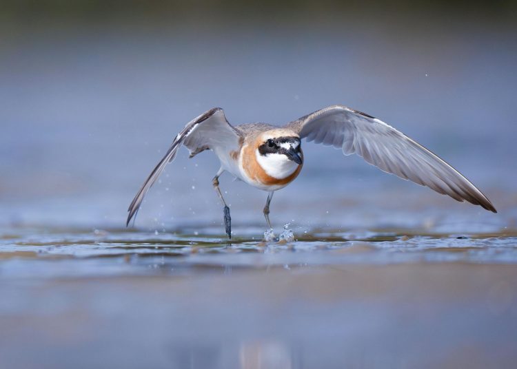 Hoy es Día Mundial de las Aves Playeras