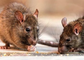Leptospirosis deja 19 fallecidos y 272 casos confirmados en RD