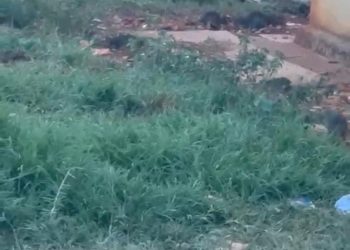Residentes de El Sembrador III en Ciudad Juan Bosch piden declarar residencial en emergencia por proliferación de ratas
