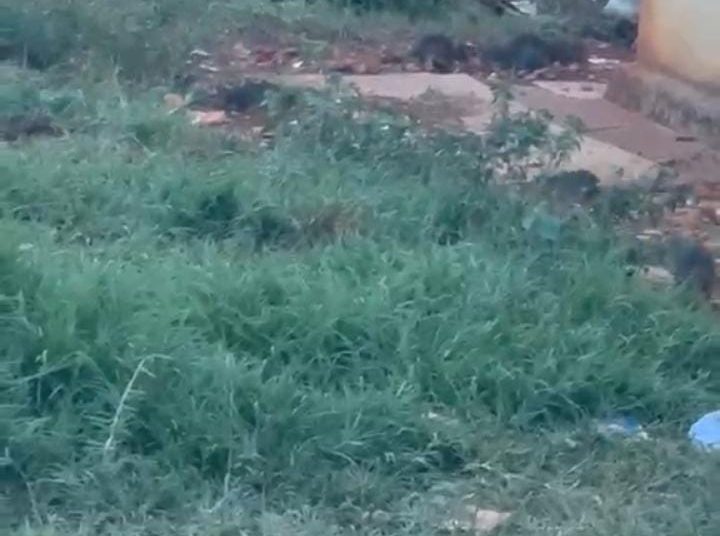 Residentes de El Sembrador III en Ciudad Juan Bosch piden declarar residencial en emergencia por proliferación de ratas