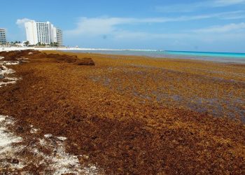 Inverotel alerta por impacto del sargazo y ofrece apoyo a República Dominicana