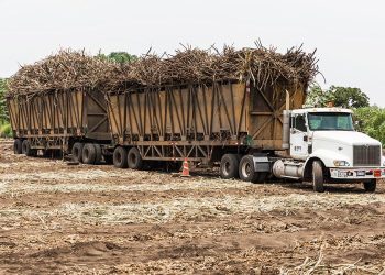 CAC logra cosecha récord de 748 mil toneladas en zafra 2025-2026