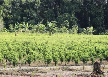 Juez frena plan piloto de fumigación aérea de cultivos ilícitos en Colombia