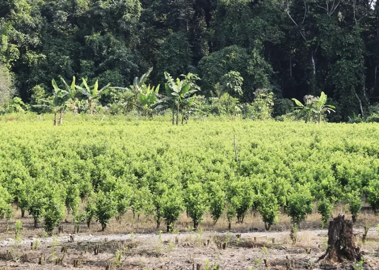 Juez frena plan piloto de fumigación aérea de cultivos ilícitos en Colombia