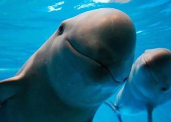 Día Internacional de la Vaquita Marina: un llamado para salvar al mamífero marino más amenazado del mundo