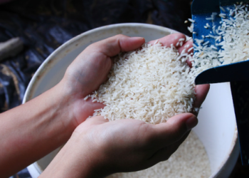 Rivero asegura Gobierno adoptará medidas para proteger productores de arroz