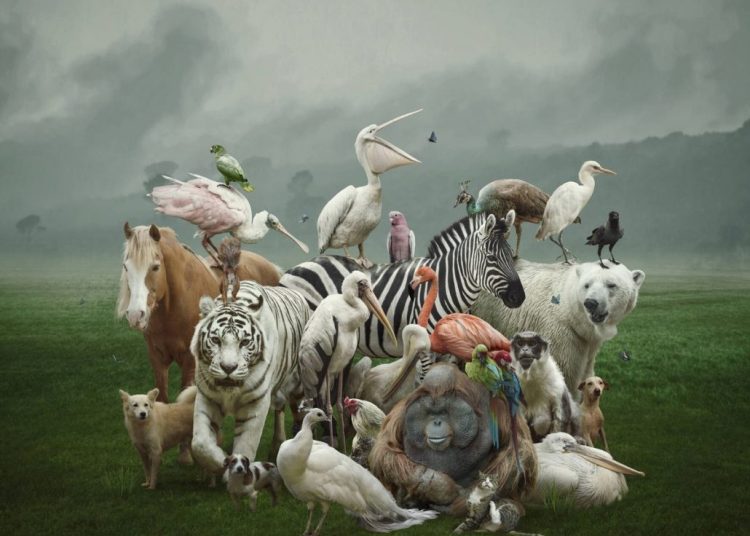 04 de octubre: Día Mundial de los Animales