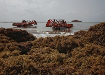 UE y el Caribe impulsan en Cancún inversiones para convertir el sargazo en cadena de valor
